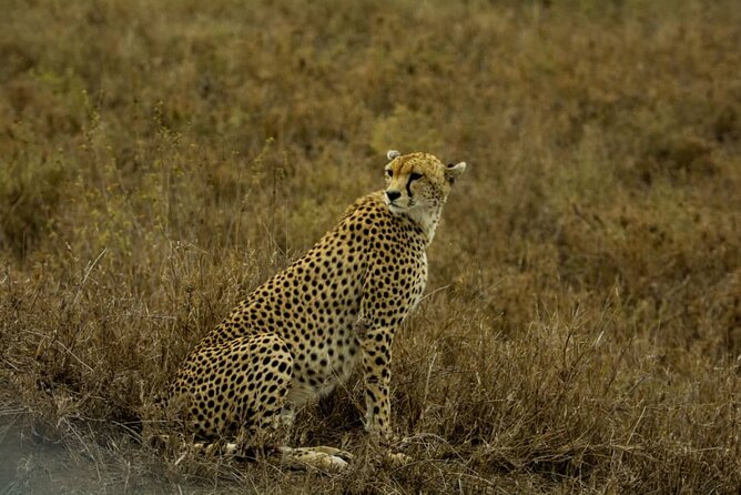 4 Days Group Joining Camping Safari to Tarangire Serengeti Ngorongoro Crater - Day 1: Tarangire and the elephant country