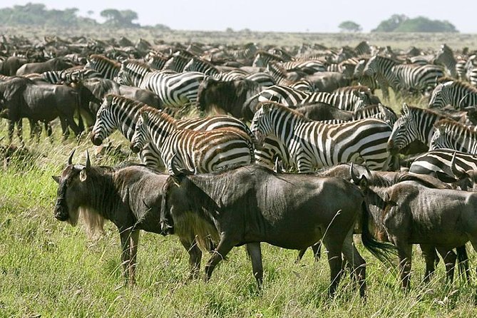 4 Days Join Group tour Tarangire Serengeti and Ngorongoro crater - Tarangire: elephants, baobabs, and dry-country animals