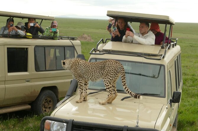4 Days Join Group tour Tarangire Serengeti and Ngorongoro crater - Who should book this four-day safari