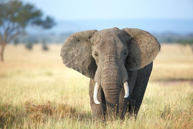 4 Days lodge safari Tarangire , Ngorongoro crater & Walking - Day four: Mto wa Mbu farms and Maasai culture