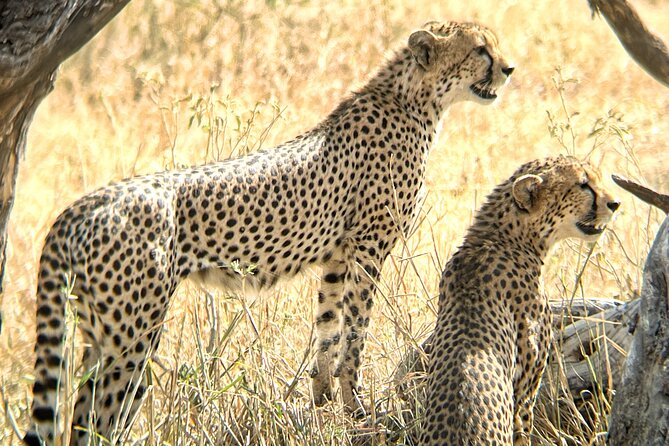 4 days safari - Day 1: Tarangire’s elephants and baobabs