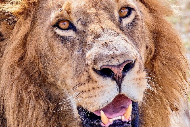 4 days safari - Day 4: Ngorongoro Crater’s concentrated wildlife