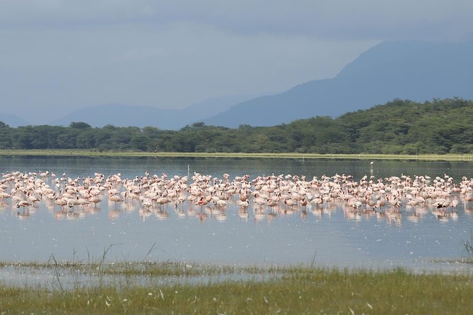 4 days safari in Tanzania - Day three: an early drive and the story of Olduvai Gorge