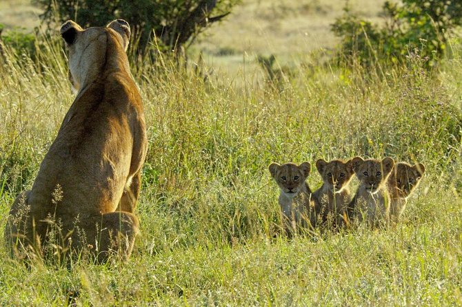 4 days safari in Tanzania - Day four: descending into the Ngorongoro Crater