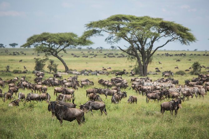 4 days safari in Tanzania - Day one: elephants and baobabs in Tarangire