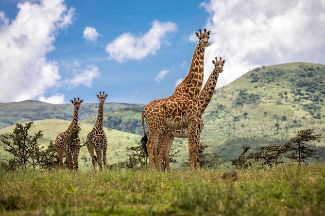 4 Days safari Tour Tanzania - Tarangire: elephants beneath old baobabs