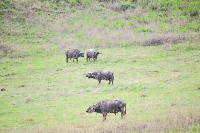 4 days serengeti & ngorongoro mid range tour - Day One: Tarangire’s Elephants and Open Plains