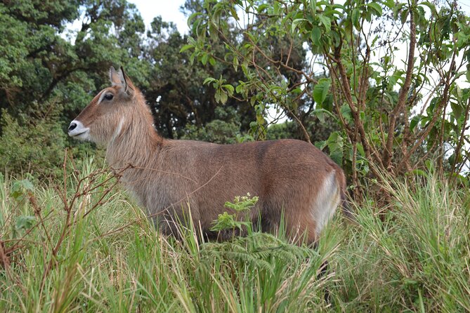 4 days serengeti & ngorongoro mid range tour - Who Should Book This Safari