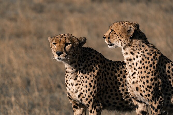 4 Days Tanzania Budget Safari - What this $1,320 safari really gives you