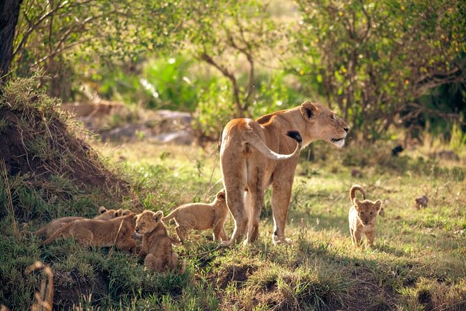 4 Days:tanzania Budget Safari - Arrival in Arusha and the first night
