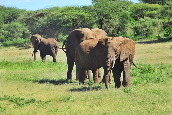 4 Days Tanzania Camping Safari - Three famous parks in four days