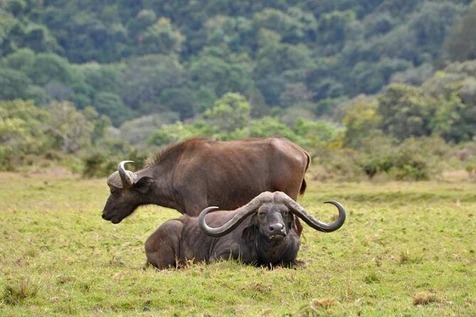 4 Days Tanzania Camping Safari - Meals and camping: good value, modest comfort
