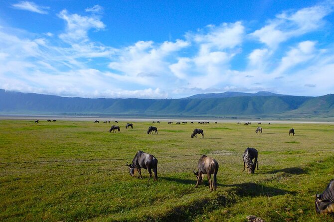 4 Days Tanzania Camping Safari - What the $1,479.49 price really covers