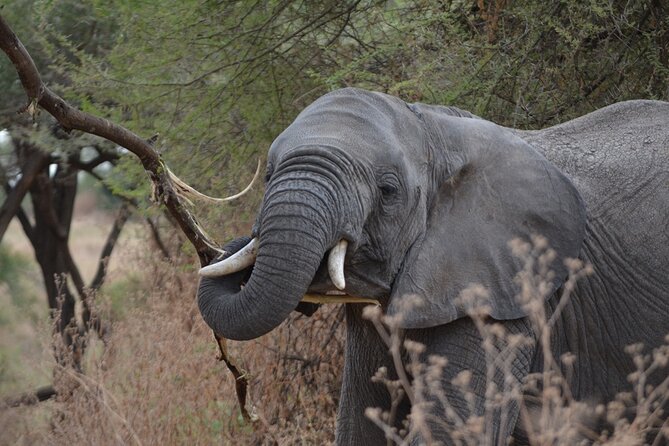 4 Days Tanzania Lodge Safari With Two Nights at Serengeti - Day four: Ngorongoro Crater from rim to floor