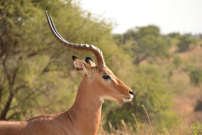 4 Days Tanzania Lodge Safari With Two Nights at Serengeti - What the $2,180 price covers