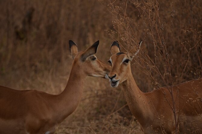 4 Days Tanzania Lodge Safari With Two Nights at Serengeti - The guide can shape the quality of the safari