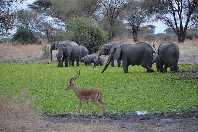 4 Days Tanzania Lodge Safari With Two Nights at Serengeti - Booking details worth confirming