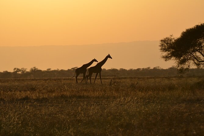 4 Days Tanzania Lodge Safari With Two Nights at Serengeti - Day three: Sunrise wildlife viewing and a full Serengeti day