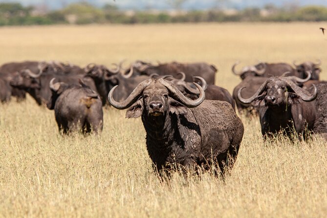 4 Days Tarangire, Serengeti and Ngorongoro Mid-Range Group Safari - Why this three-park route works