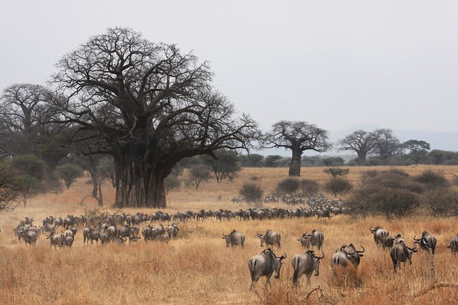 4 Days Tarangire, Serengeti and Ngorongoro Mid-Range Group Safari - Day 3: Early Serengeti viewing and the move toward Ngorongoro