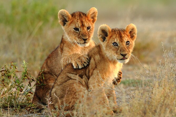 4 Days Tarangire, Serengeti and Ngorongoro Mid-Range Group Safari - Who will get the most from this safari