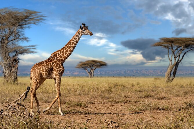 4 Days Tarangire, Serengeti and Ngorongoro Mid-Range Group Safari - Day 2: The long road to the Serengeti