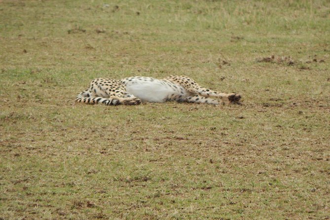 4 days Tarangire, Serengeti & Ngorongoro - The guide can make or break the safari