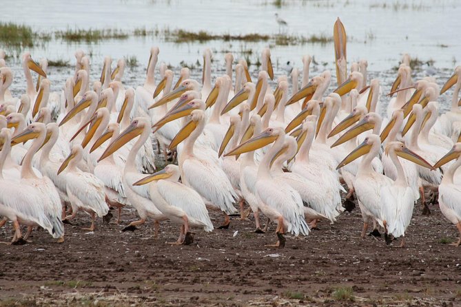 4 Days Tarangire Serengeti Ngorongoro Crater - A sunrise game drive in the Serengeti