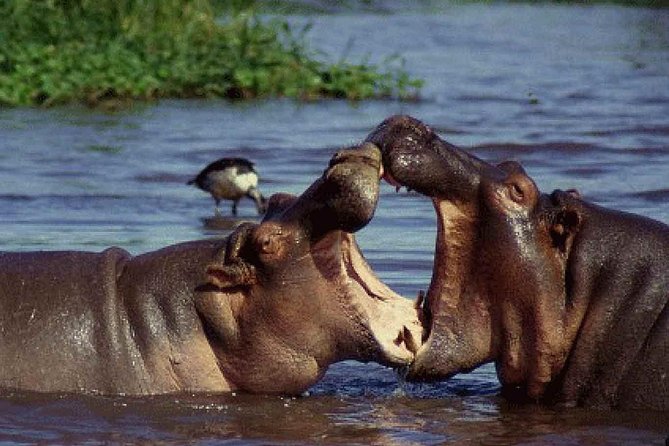 4 Days Tarangire Serengeti Ngorongoro Crater - Camping, meals, and the people running the trip