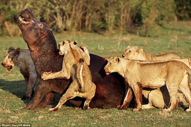 4 Days Tarangire Serengeti Ngorongoro Crater - How the $900 price measures up