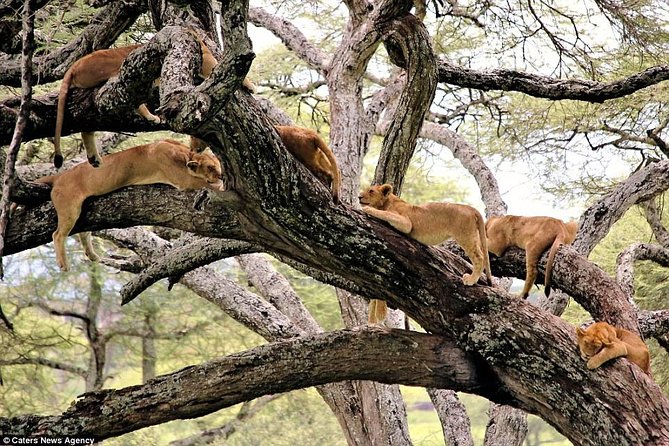 4 Days Tarangire Serengeti Ngorongoro Crater - Who should book this safari