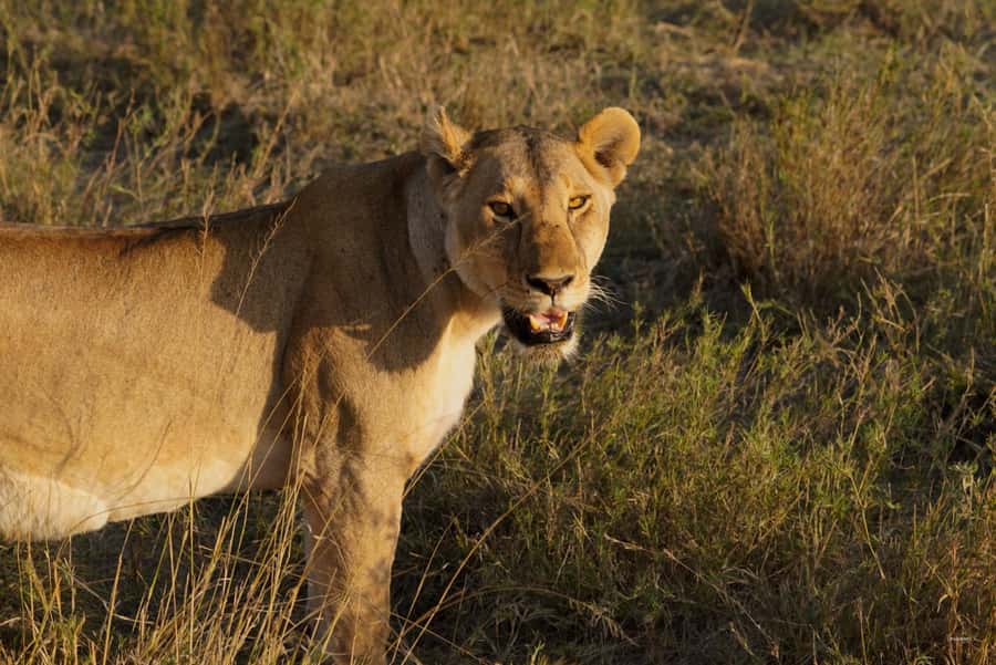 4 Days Tarangire, Serengeti, Ngorongoro Group Camping Safari - Key details before you book