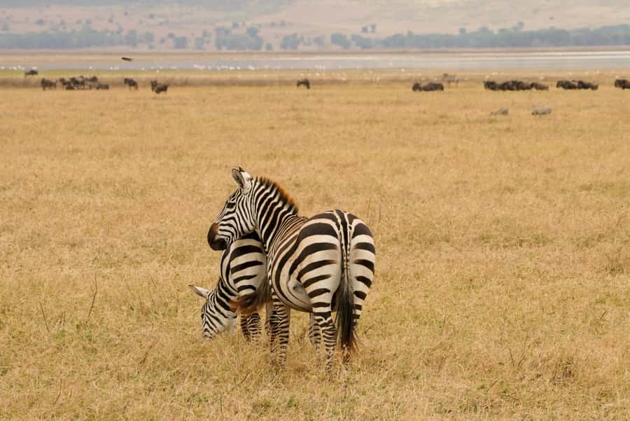 4 Days Tarangire, Serengeti, Ngorongoro Group Camping Safari - Day two: the long road to the Serengeti