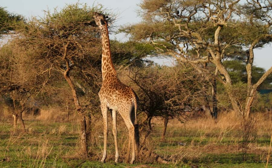 4 Days Tarangire, Serengeti, Ngorongoro Group Camping Safari - Day one: elephants and baobabs in Tarangire