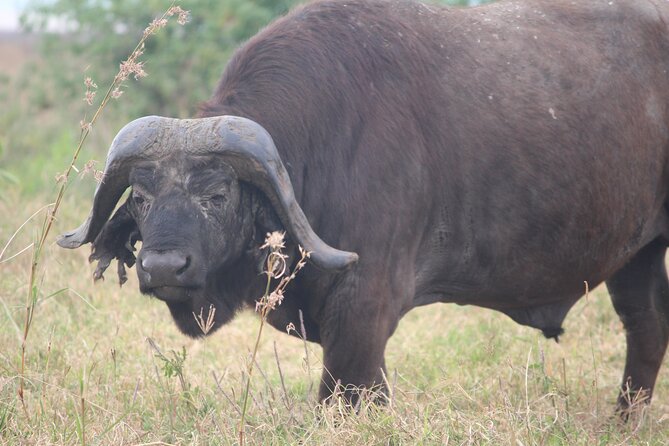5-Day Highlights mid-Range Crater, Serengeti, Tarangire - Day 5: Lake Manyara’s birds, monkeys, and cliffs