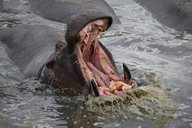 5-Day Highlights mid-Range Crater, Serengeti, Tarangire - The guide can make or break the safari