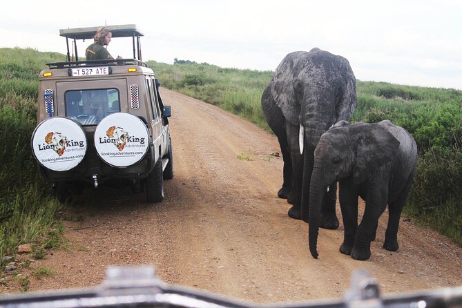 Elephants walking down a park road in northern Tanzania