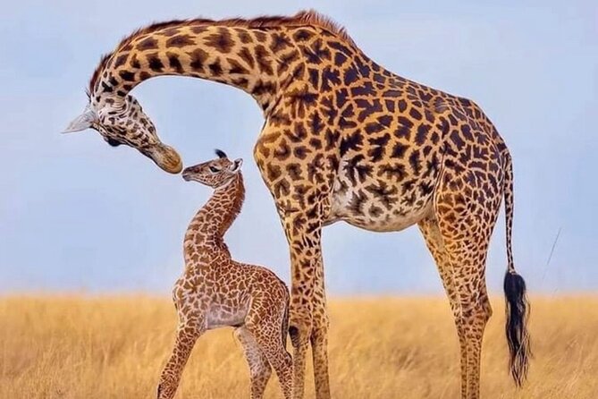5-Day Lake Manyara, Serengeti, Ngorongoro Crater and Tarangire - The guide can make or break the long drives