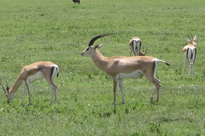 5-Day Lake Manyara, Serengeti, Ngorongoro Crater and Tarangire - Meals, vehicle, and what the price really covers