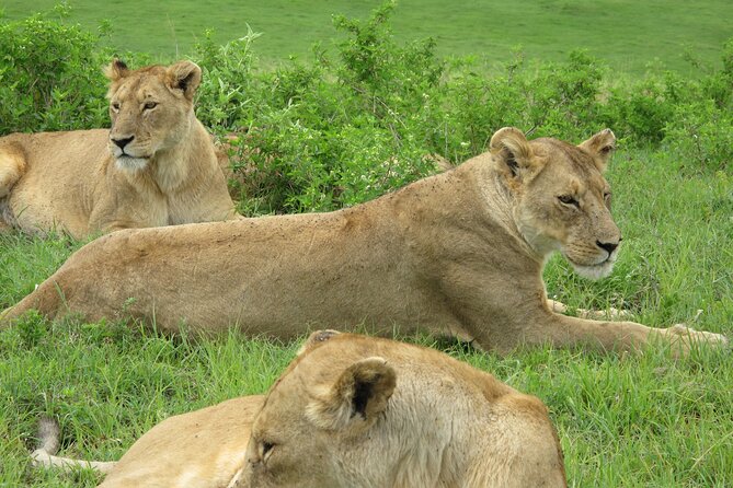 5-Day Lake Manyara, Serengeti, Ngorongoro Crater and Tarangire - Day 2: Into the central Serengeti