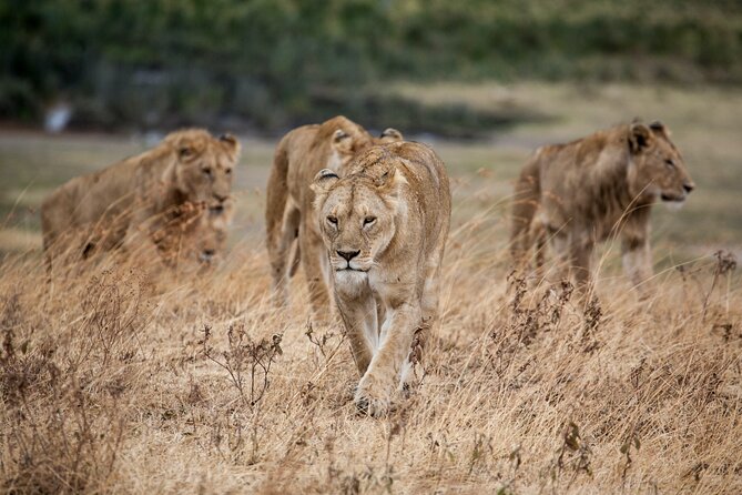 5-Day Majestic Tanzania Safari - High End All Inclusive - Why this five-day route works