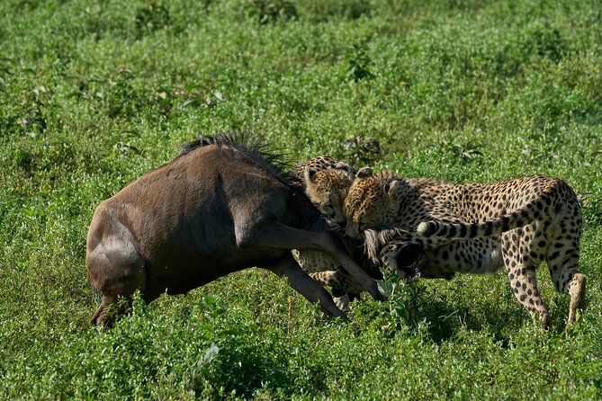 5-Day Majestic Tanzania Safari - High End All Inclusive - The guide can make or break the safari
