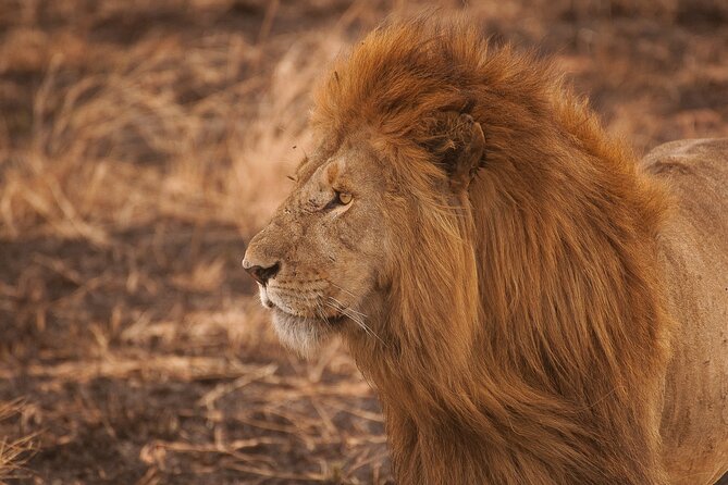 5-Day Majestic Tanzania Safari - High End All Inclusive - Who should book this safari