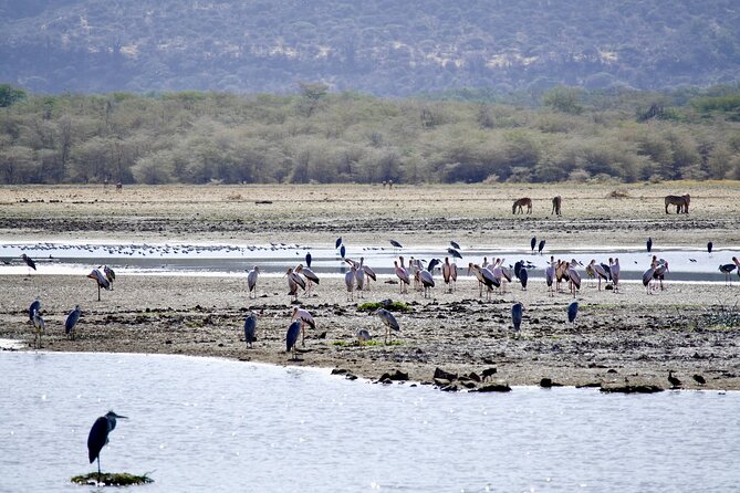 5-Day Majestic Tanzania Safari - High End All Inclusive - Days 2 and 3: Two chances to explore the Central Serengeti