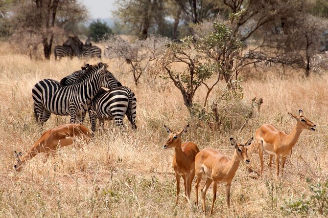 5-Day Mid-Range Safari in Tanzania - Day 4: Lake Manyara’s forest, lake, and Rift Valley views