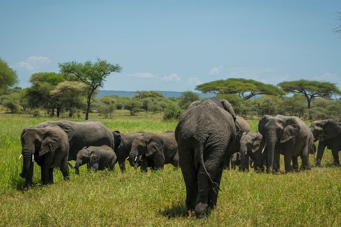 5-Day Mid-Range Safari in Tanzania - The private guide is the heart of the trip