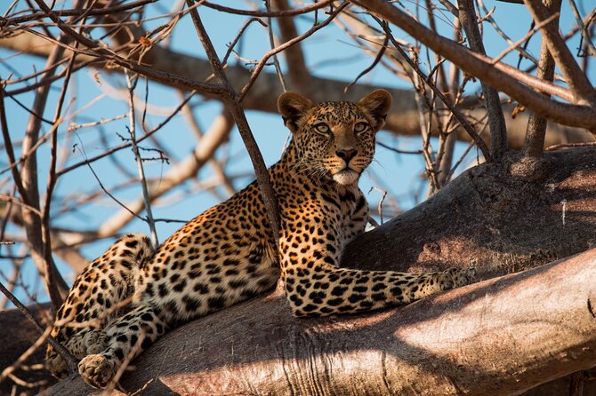 5-Day Mid-Range Safari in Tanzania - Day 2: Tarangire’s elephants and old baobabs
