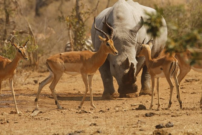 5 Day Mid range Tanzania Safari - Day 3: A full day in the Seronera area