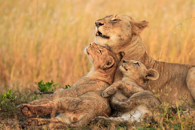 5 Day Mid range Tanzania Safari - Day 4: Olduvai Gorge and the approach to Ngorongoro