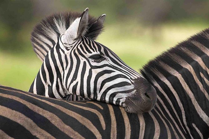 5 Day Mid range Tanzania Safari - Guides, vehicles, and group size